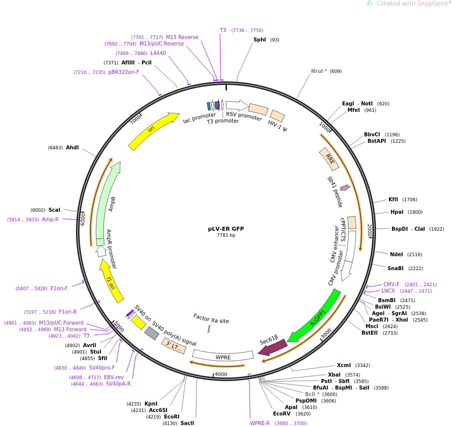 pLV-ER GFP质粒图谱